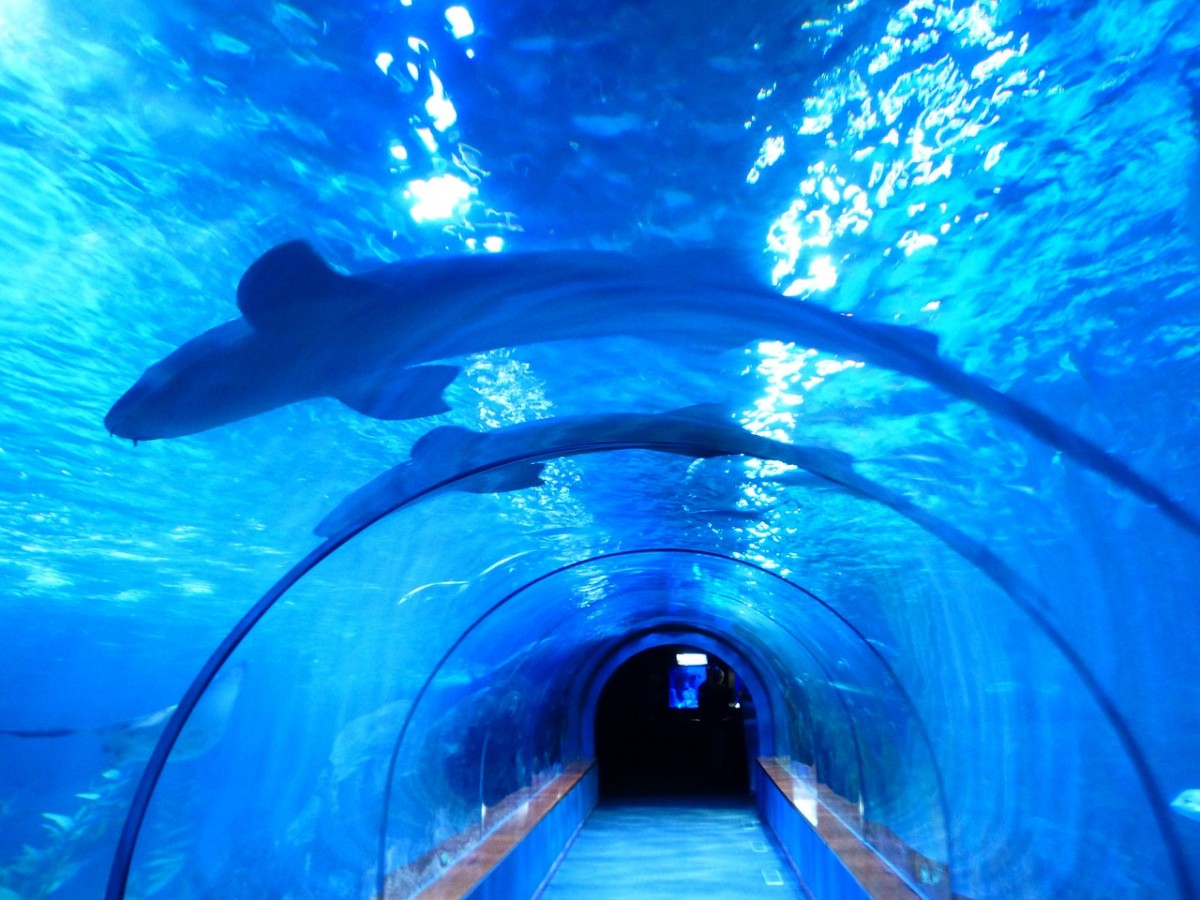 Aquarium Key West